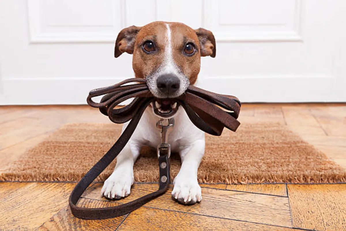 An interior entryway featuring a cheerful dog on a leash near a doormat, with the door ready to open for a walk. The image captures the anticipation and excitement of heading outside for playtime or a stroll, connecting the indoors to the outdoor adventures mentioned in the section.